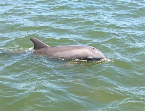 dolphin boat tour new smyrna beach  $65